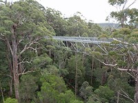 Tree Top Walk, Walpole