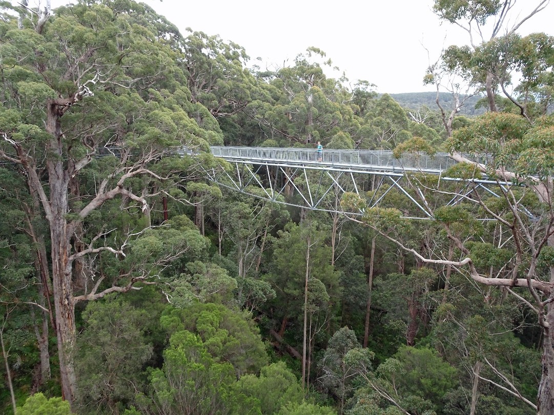 Tree Top Walk, Walpole
