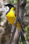 Golden Whistler, Mount Trio, Stirling Range NP