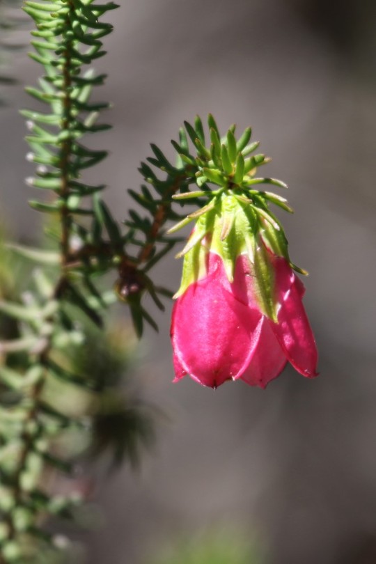Mountain Bell, Mount Trio, Stirling Range NP