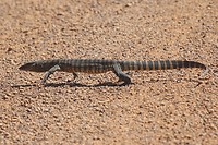Rosenberg;s Monitor, Stirling Range NP