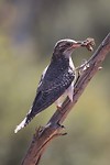 Pallid Cuckoo, Stirling Range NP