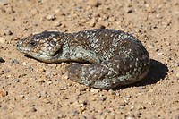 Bobtail Skink, Stirling Range NP