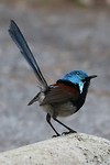 Red-winged fairywren, Tree Top Walk