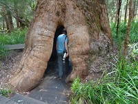 Valley of the Giants, Walpole