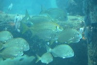 Underwater Observatory Busselton (3)
