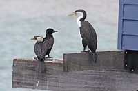 Little Pied Cormorant, Little Black Cormorant en Pied Cormorant, Busselton Jetty