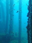 Underwater Observatory Busselton (2)