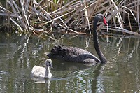 Zwarte Zwaan met jong, Big Swamp Reserve, Bunbury