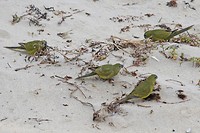 Rock Parrots, Hamelin Bay