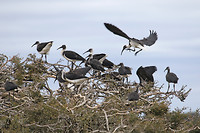 Straw-necked Ibis, Vasse-Wonnerup Wetland