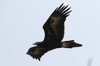 Wedge-tailed Eagle, Busselton