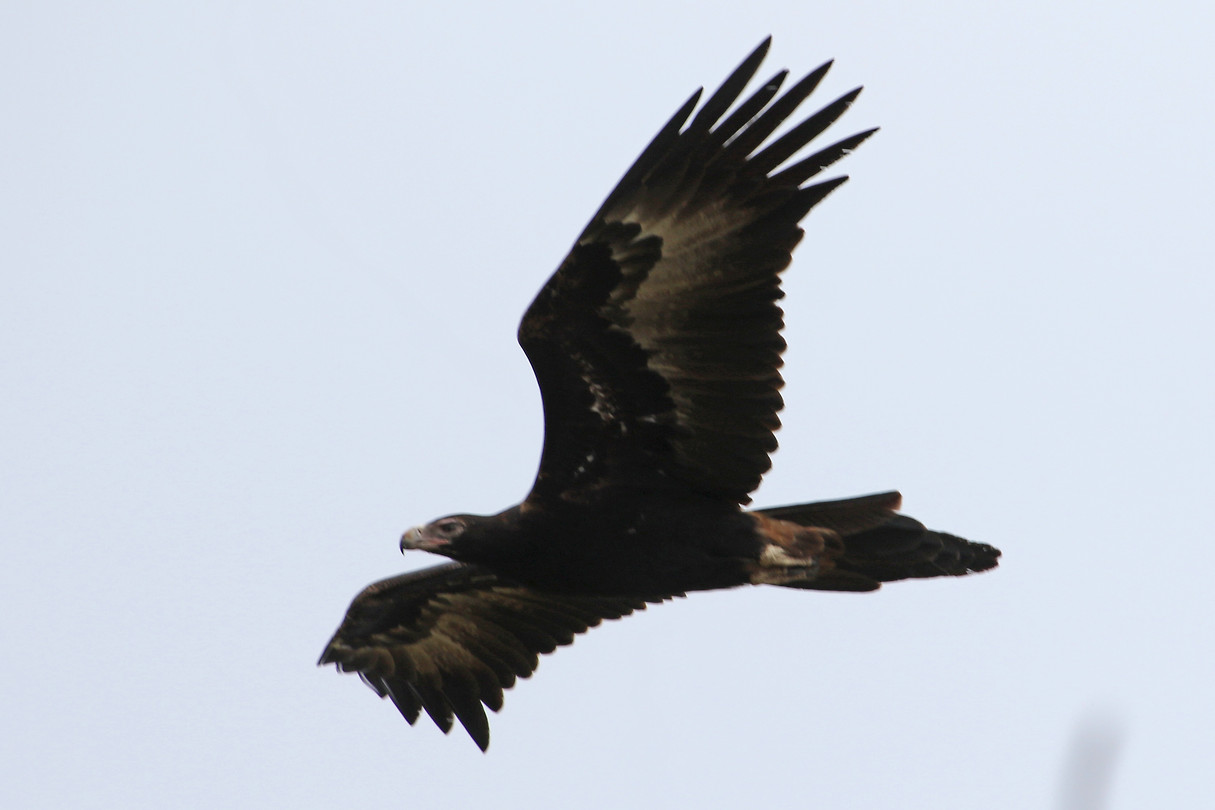 Wedge-tailed Eagle, Busselton