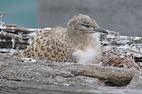 Jonge Silver Gull, Busselton Jetty