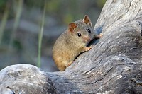 Yellow-footed Antechinus (Mardo), Dryandra Woodland