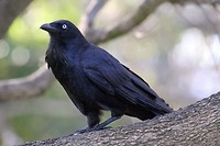 Australian Raven, Herdsman Lake