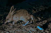Bilby, Barna Mia, Dryandra Woodland