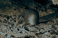 Quenda, Barna Mia, Dryandra Woodland