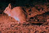Woylie, Barna Mia, Dryandra Woodland