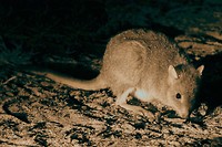 Boodie, Barna Mia, Dryandra Woodland