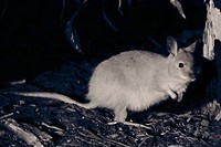 Mala, Barna Mia, Dryandra Woodland