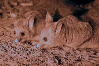 Common Brush-tailed Possums, Barna Mia, Dryandra Woodland