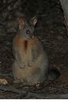Common Brush-tailed Possum, Dryandra Woodland