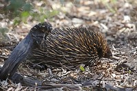 Shortbeaked Echidna, Dryandra Woodland