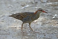Buff-banded  Rail, Herdsman Lake