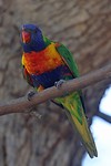 Rainbow Lorikeet, Herdsman Lake