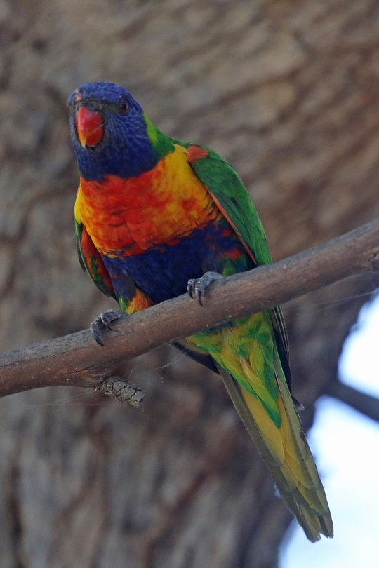 Rainbow Lorikeet, Herdsman Lake