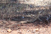 Gould's Monitor, Dryandra Woodland