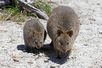 Quokka's, Rottnest