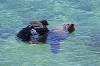 Zeeleeuw, Rottnest