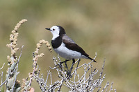 White-fronted chat, Rottnest