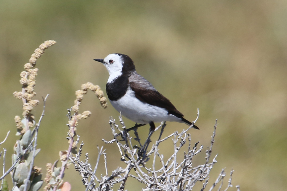 White-fronted chat, Rottnest