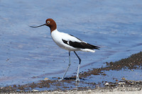 Red-necked avocet, Rottnest