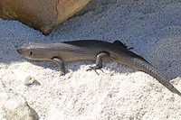 King's skink, Rottnest