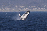 Bultrug, Rottnest