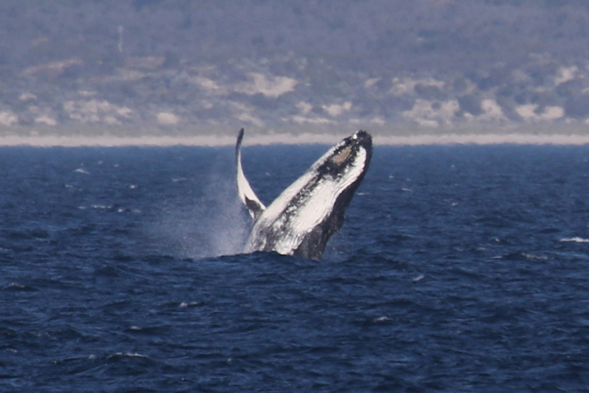 Bultrug, Rottnest