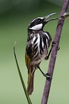 White-cheeked honeyeater, Kings Garden, Perth