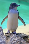 Little Penguin in opvang, Penguin Island