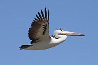 Australian Pelican, Penguin Island