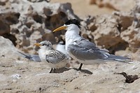 Kuifstern met jong, Penguin Island