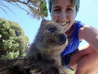 Quokka's op onze lunchplek (2), Rottnest