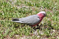Galah