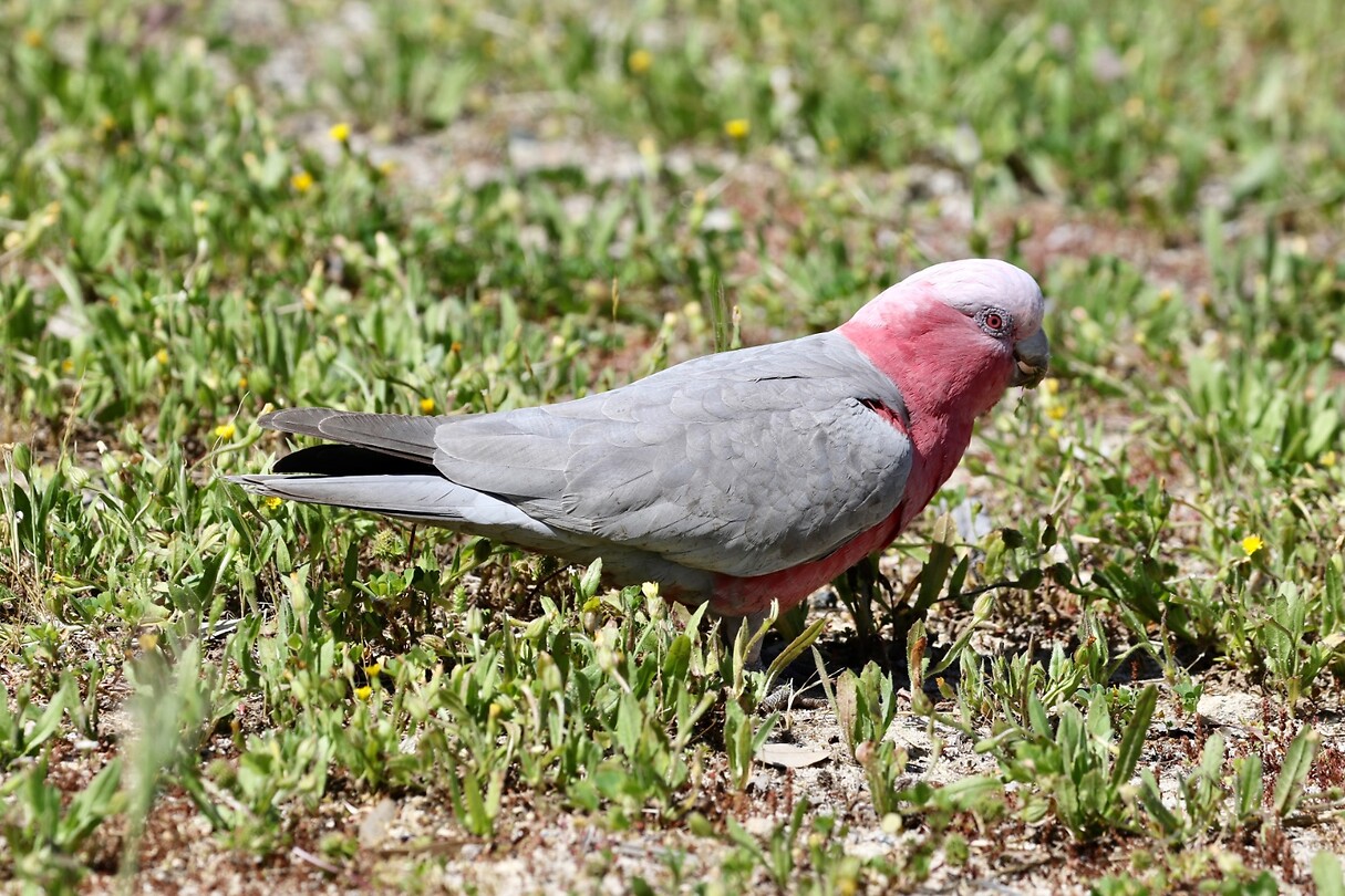 Galah