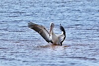 Australian Pelican