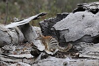 Numbat (!)