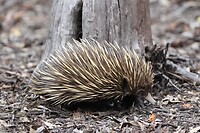 Short-beaked Echidna